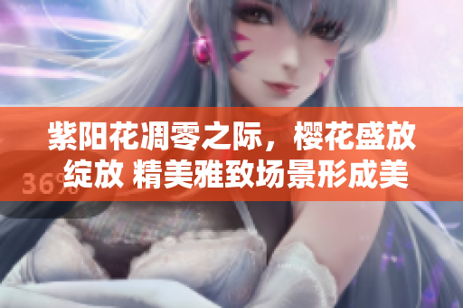 紫陽花凋零之際，櫻花盛放 綻放 精美雅致場景形成美妙畫卷